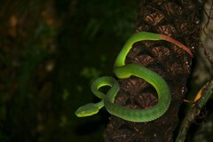 Trimeresurus