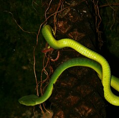 Trimeresurus