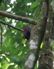 Blythipicus rubiginosus