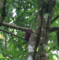 Blythipicus rubiginosus