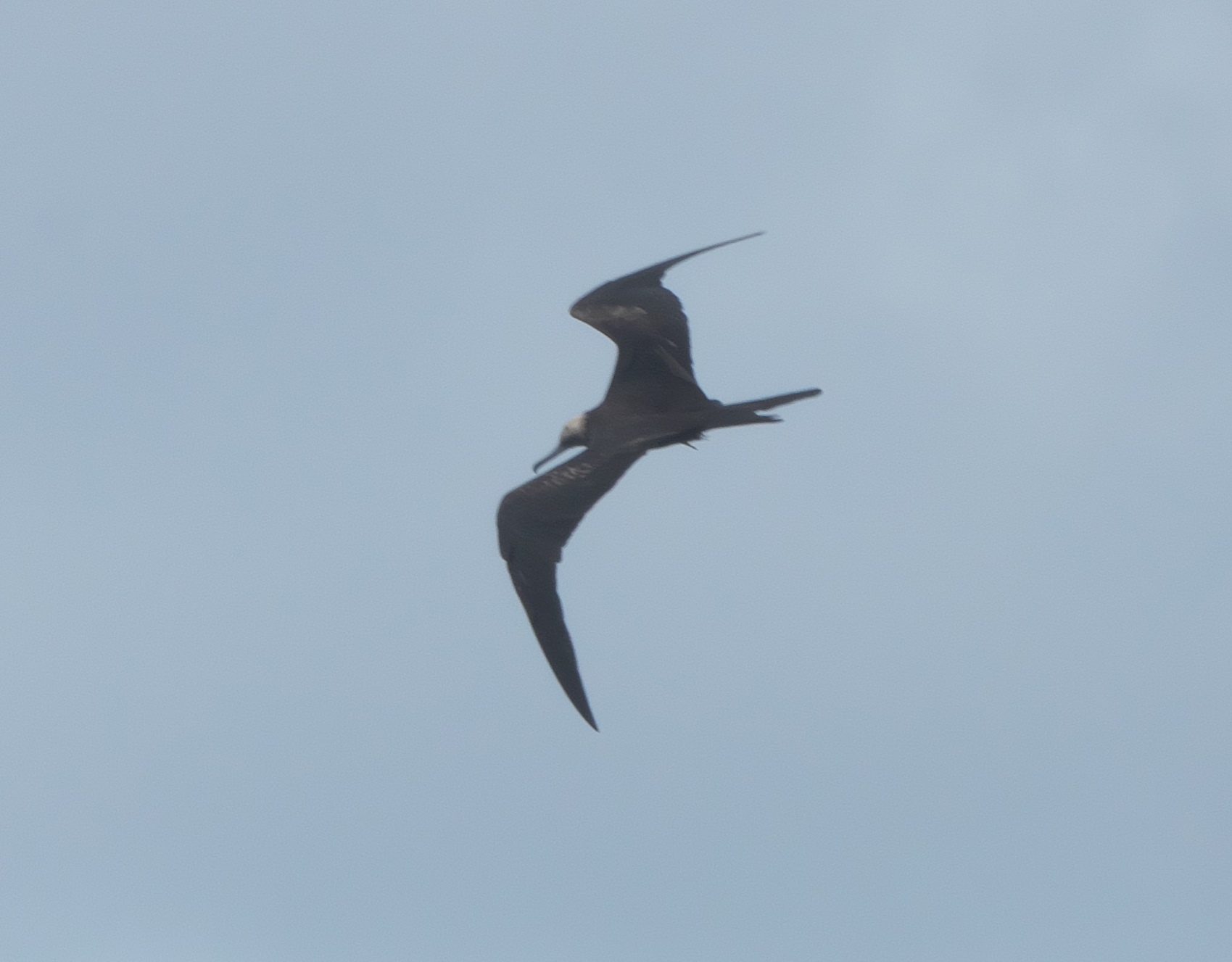 Lesser Frigatebird