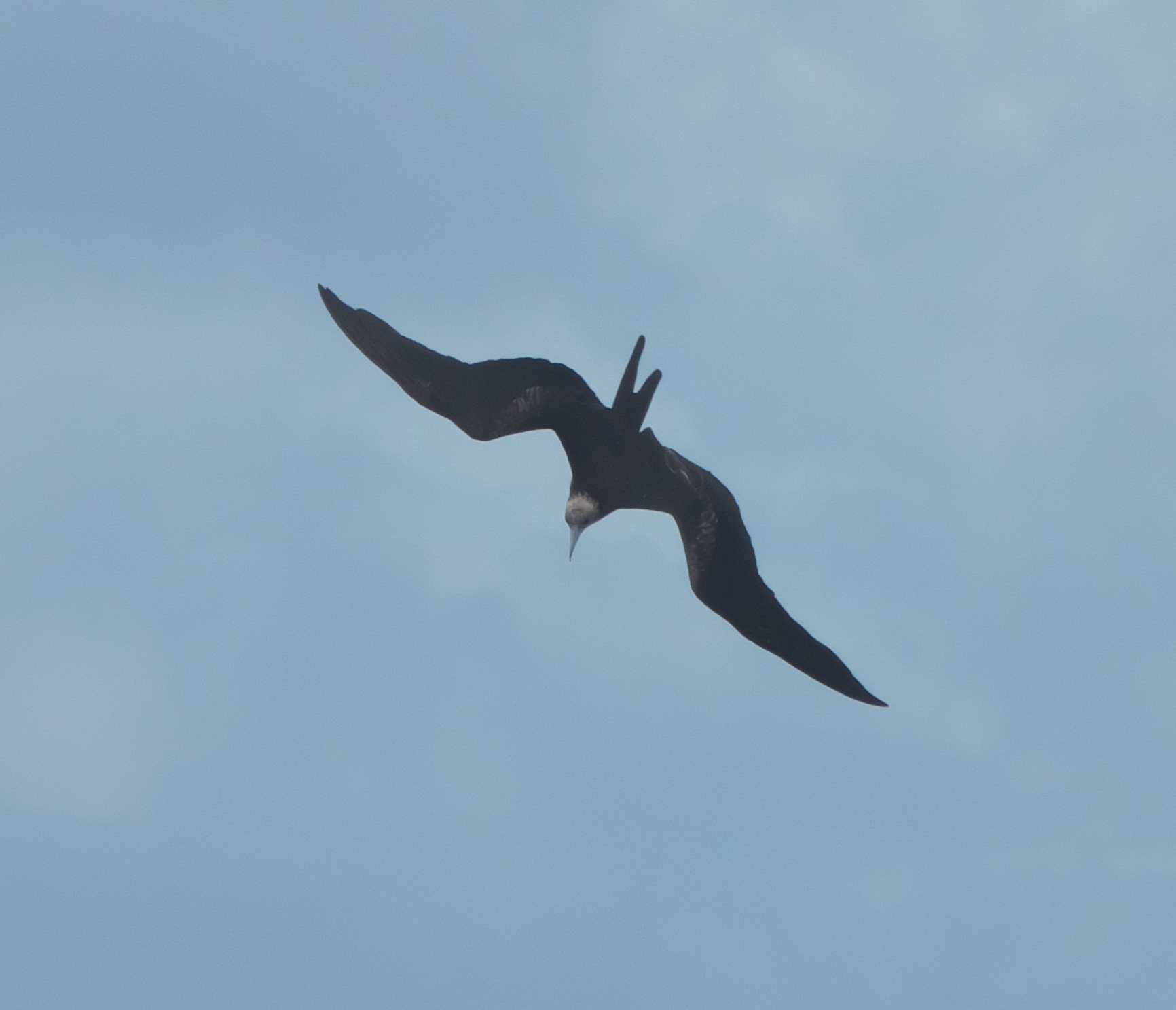 Lesser Frigatebird