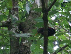 Blythipicus rubiginosus