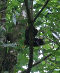 Blythipicus rubiginosus