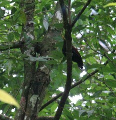 Blythipicus rubiginosus