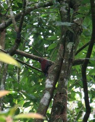 Blythipicus rubiginosus