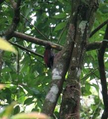 Blythipicus rubiginosus