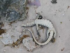 Varanus salvator bivittatus