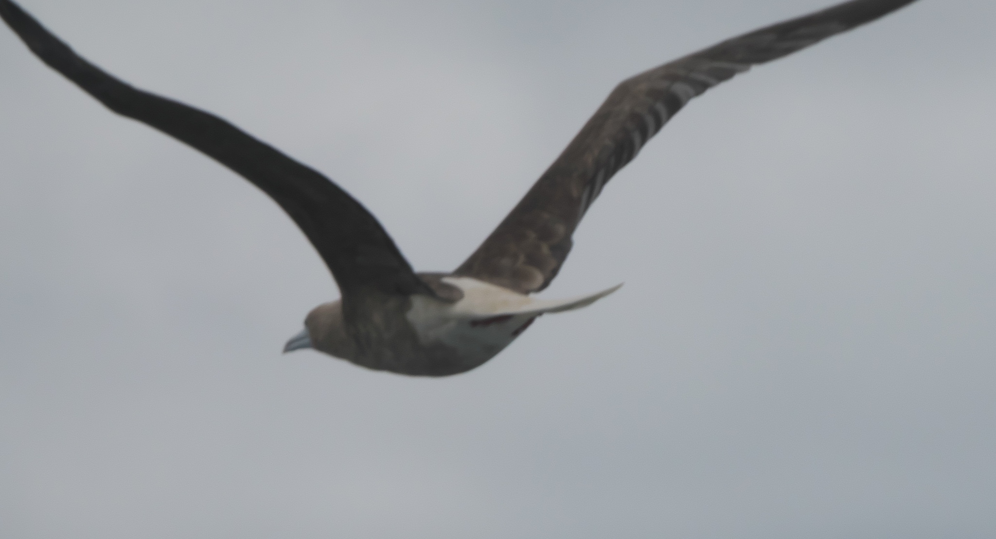 Red-footed Booby