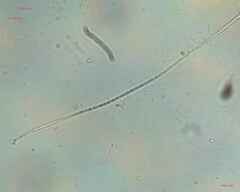 Oscillatoriales