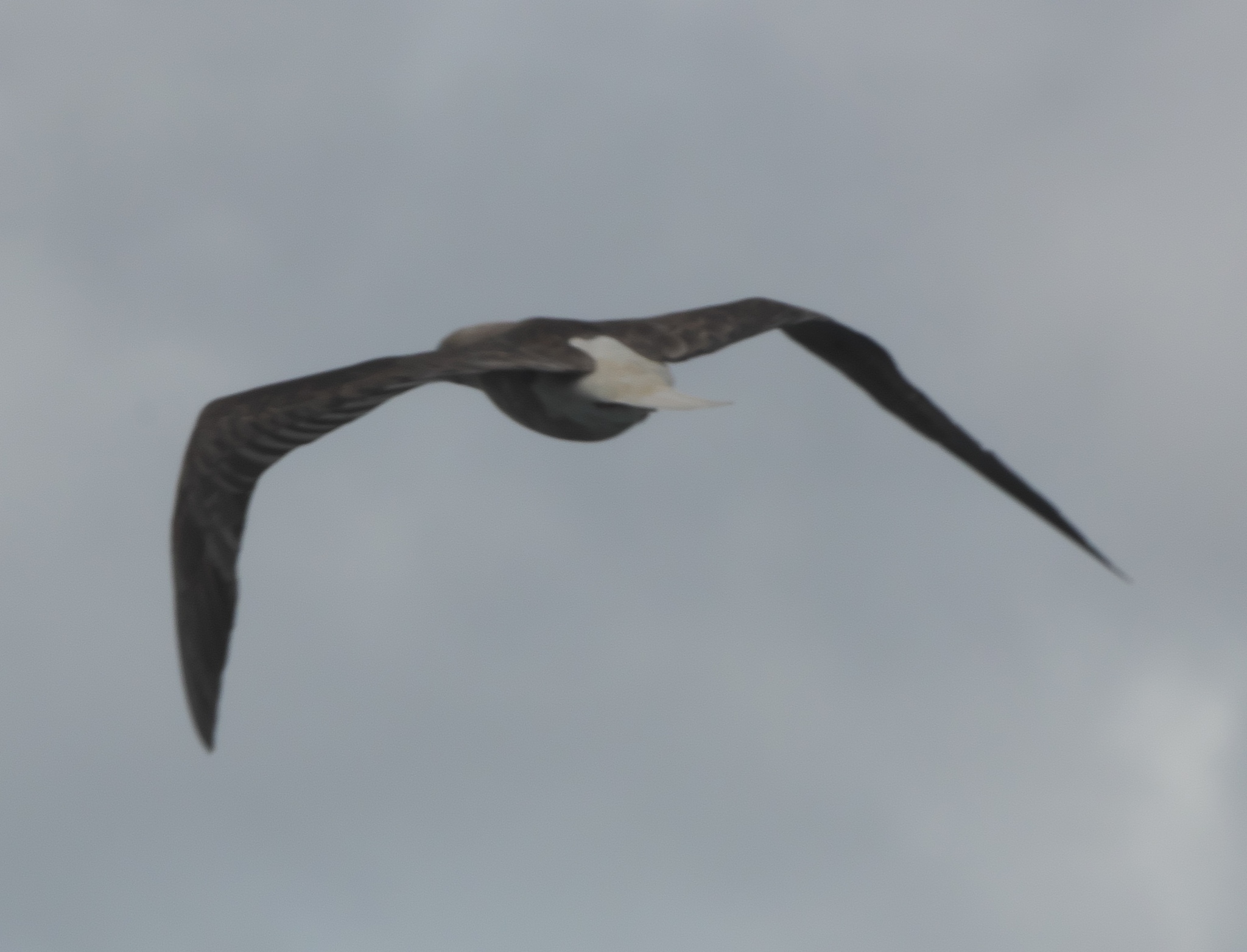 Red-footed Booby