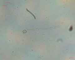 Oscillatoriales