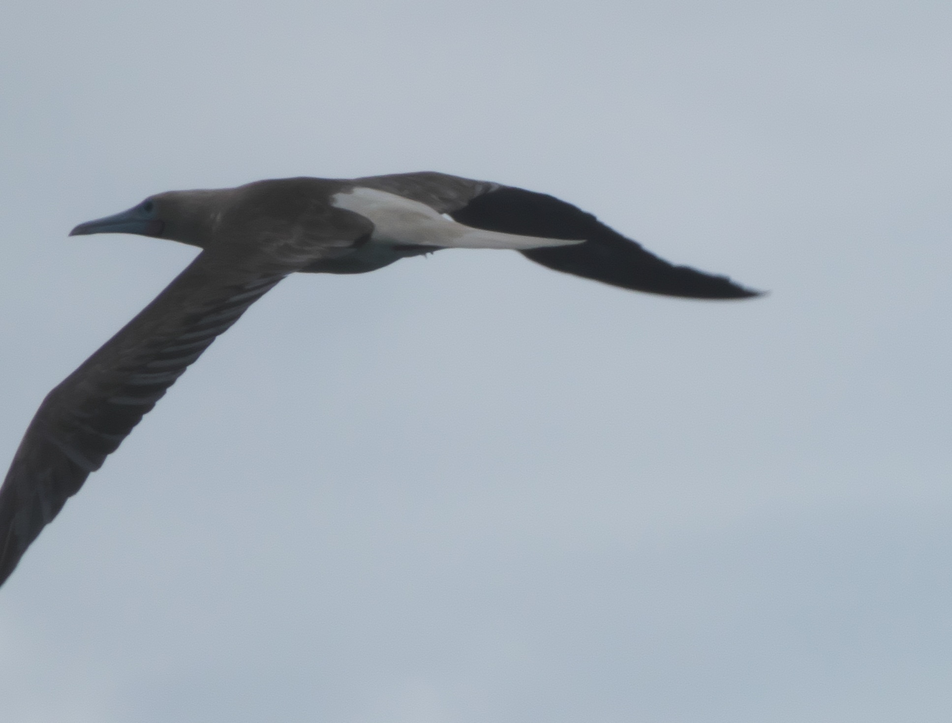 Red-footed Booby