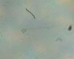 Oscillatoriales