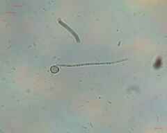 Oscillatoriales