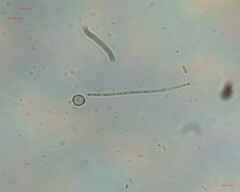 Oscillatoriales