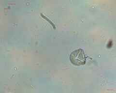 Angiospermae