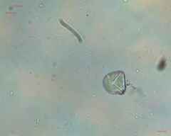 Angiospermae