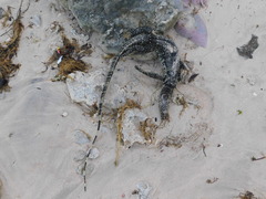 Varanus salvator bivittatus