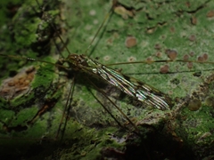 Limoniinae