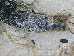 Varanus salvator bivittatus