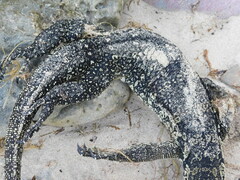 Varanus salvator bivittatus