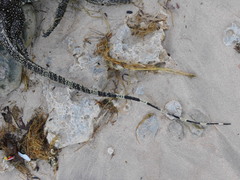 Varanus salvator bivittatus
