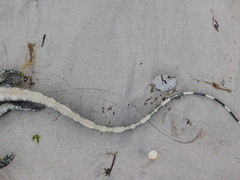 Varanus salvator bivittatus