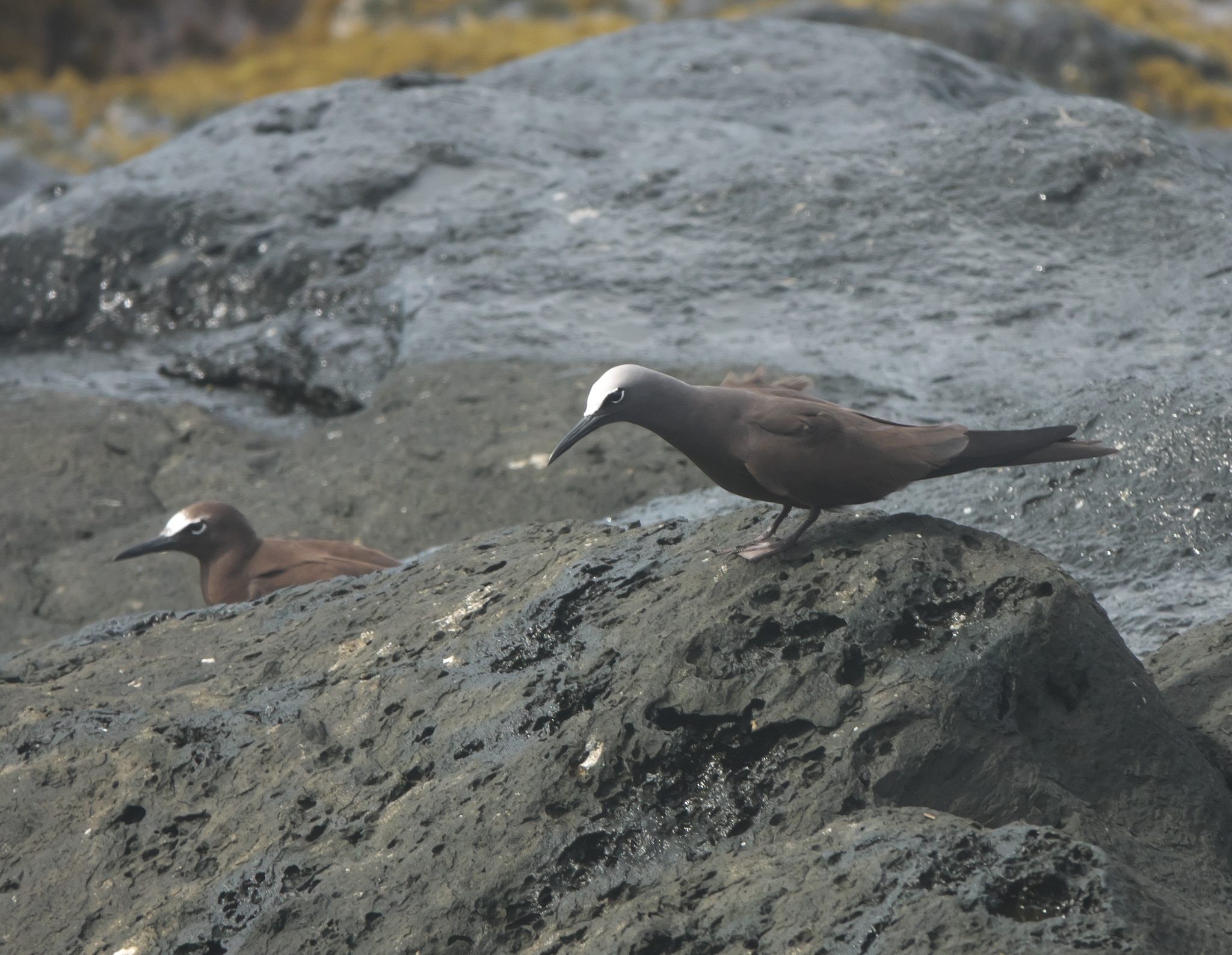 Brown Noddy