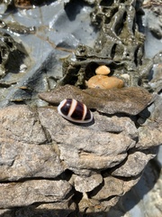 Palmadusta asellus