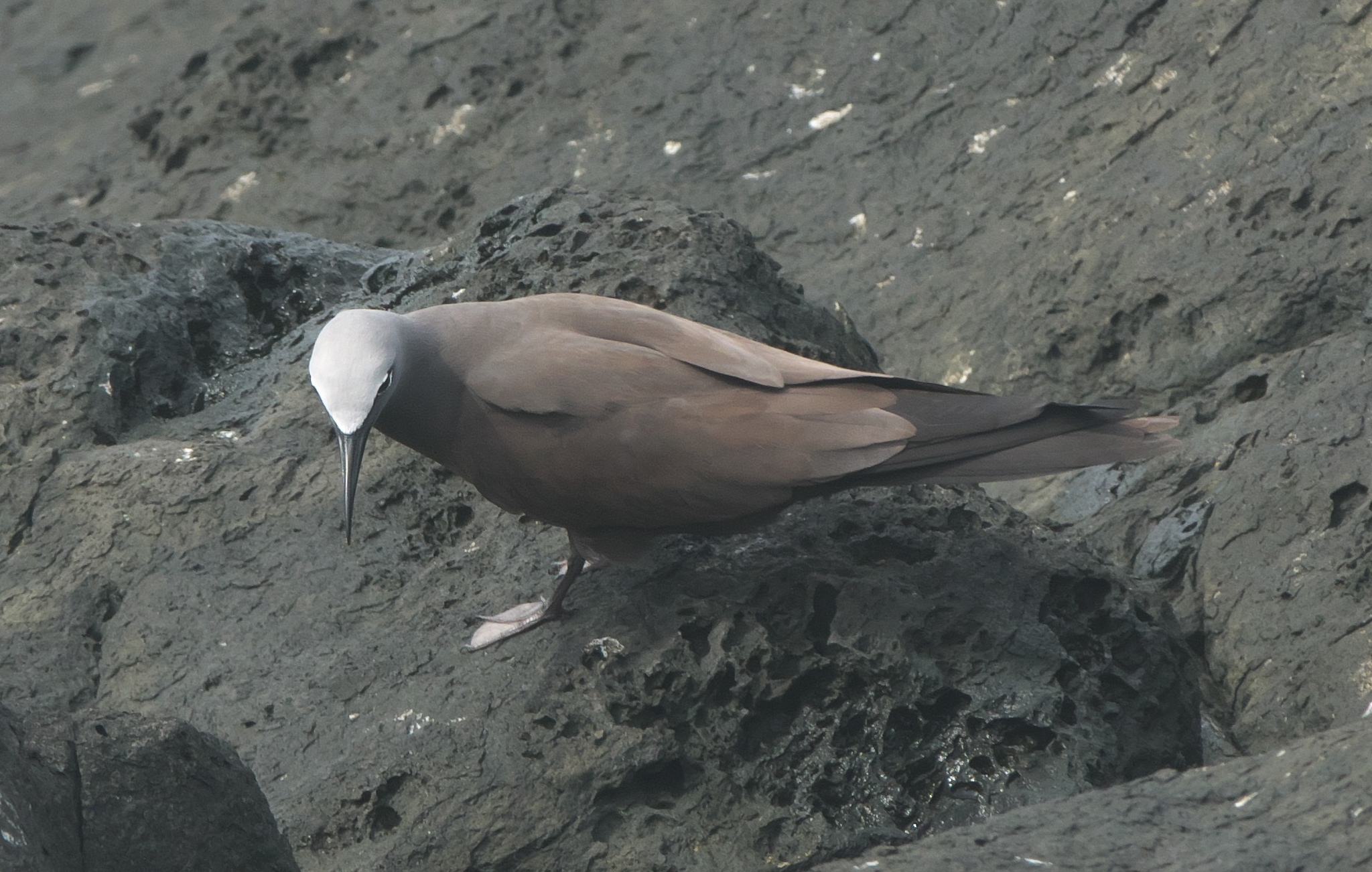 Brown Noddy