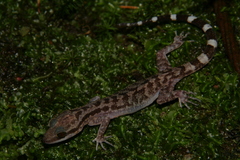 Cyrtodactylus