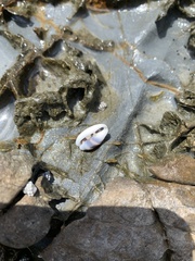 Palmadusta asellus