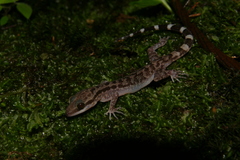 Cyrtodactylus