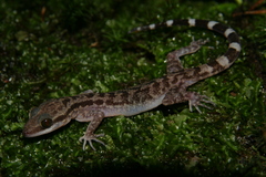 Cyrtodactylus