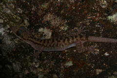 Cyrtodactylus