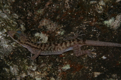 Cyrtodactylus