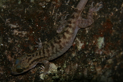 Cyrtodactylus