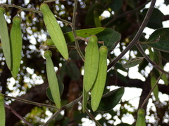 Ventilago denticulata