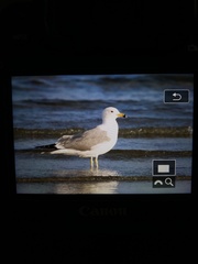 Larus armenicus