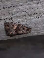 Condica macrosema