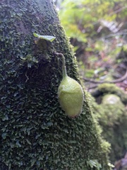 Ficus coronata
