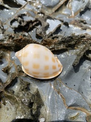Phalium areola