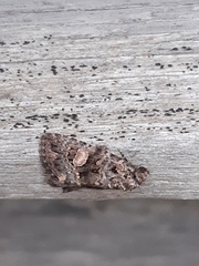 Condica macrosema