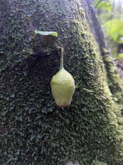 Ficus coronata