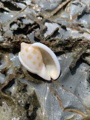 Phalium areola