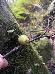 Ficus coronata