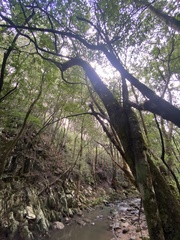 Ficus coronata