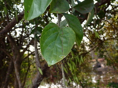Ventilago denticulata