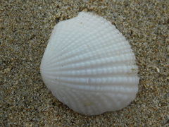 Gafrarium pectinatum